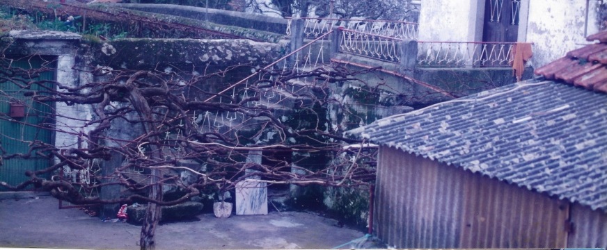 Fotografia antiga da latada de vinha centenária junto ao muro de pedra do terreiro